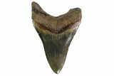 Serrated, Fossil Megalodon Tooth - Georgia #159735-1